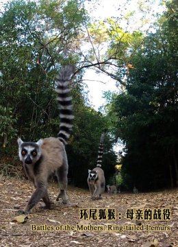 环尾狐猴母亲的战役