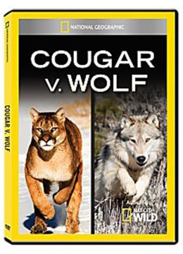 美洲狮对狼