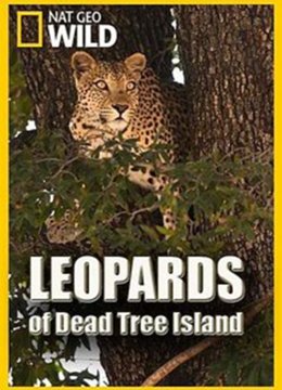 蛰伏危险树海的猛豹