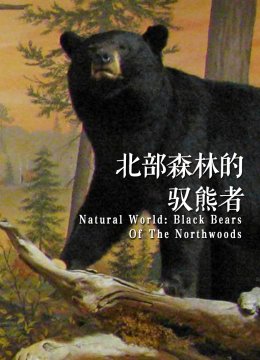 诺斯伍兹与熊同行