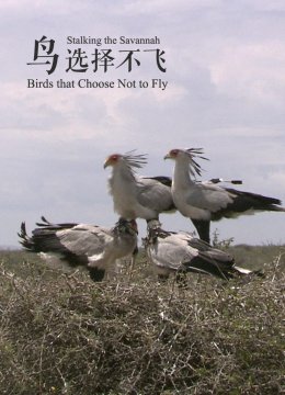 鸟选择不飞