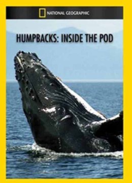 座头鲸的秘密生活