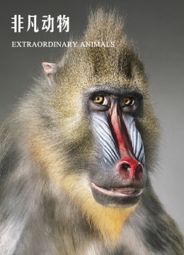 非凡动物第1季