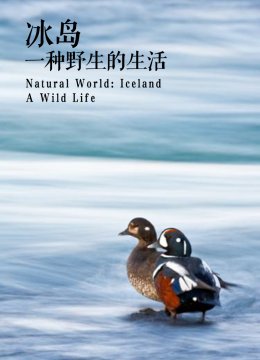 冰岛一种野生的生活