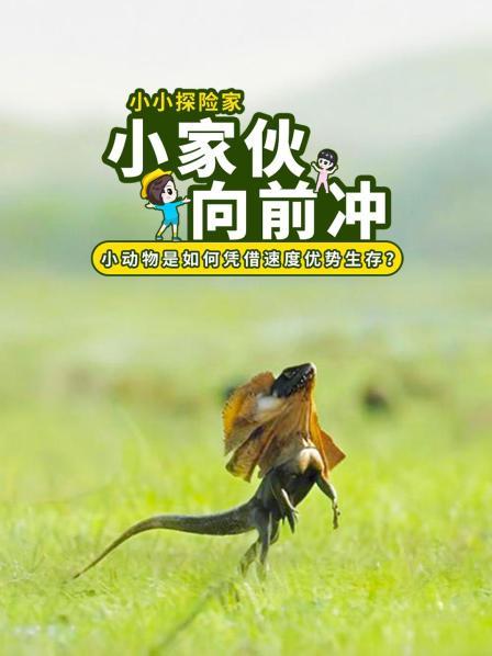 小家伙向前冲小动物是如何凭借速度优势生存