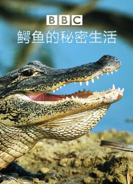 BBC鳄鱼的秘密生活