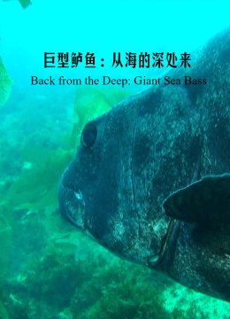 从大海深处回归的巨坚鳞鲈