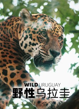 野性乌拉圭