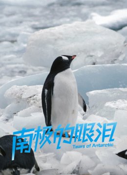 南极的眼泪