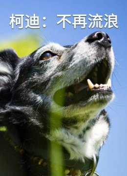 柯迪不再流浪