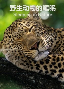野生动物的睡眠