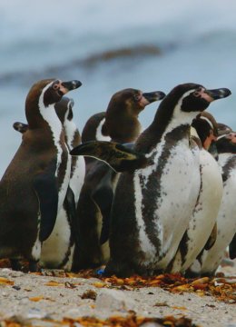 动物园遇见企鹅