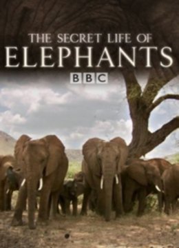 大象的秘密生活