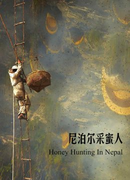 尼泊尔采蜜人