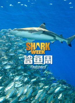 鲨鱼周2016