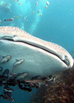 全球鲸鲨之谜