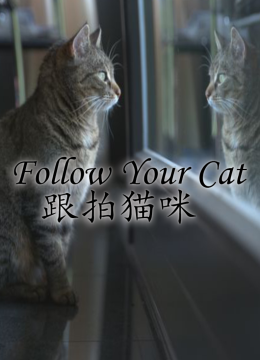 跟拍猫咪