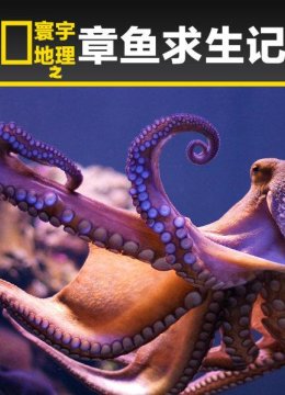 寰宇地理之章鱼求生记