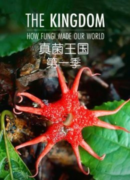 真菌王国第1季