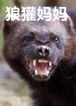 狼獾妈妈