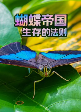 蝴蝶帝国生存的法则