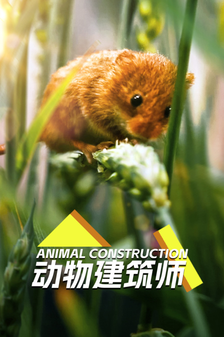 动物建筑师