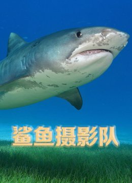 鲨鱼摄影队