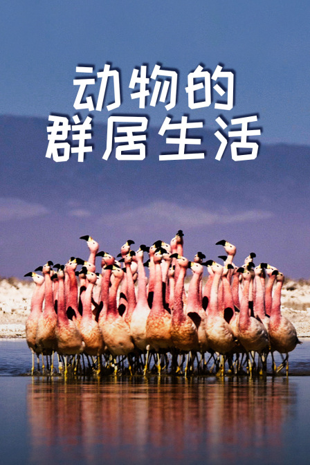 动物的群居生活