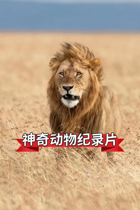 神奇动物纪录片