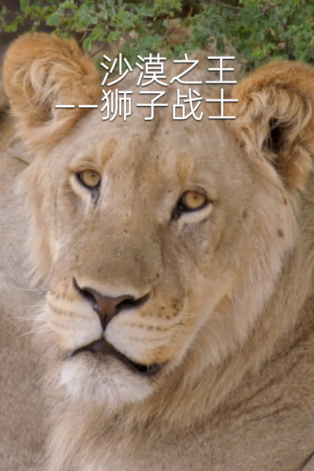 沙漠之王——狮子战士