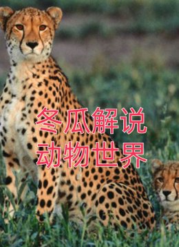 冬瓜解说动物世界