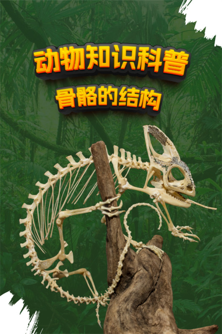动物知识科普骨骼的结构