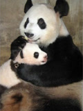 熊猫使者