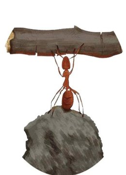 优质动物纪录片解说