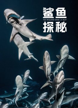 鲨鱼探秘