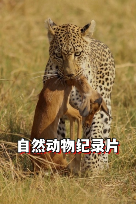 自然动物纪录片