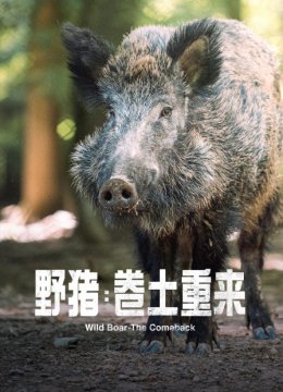 野猪卷土重来