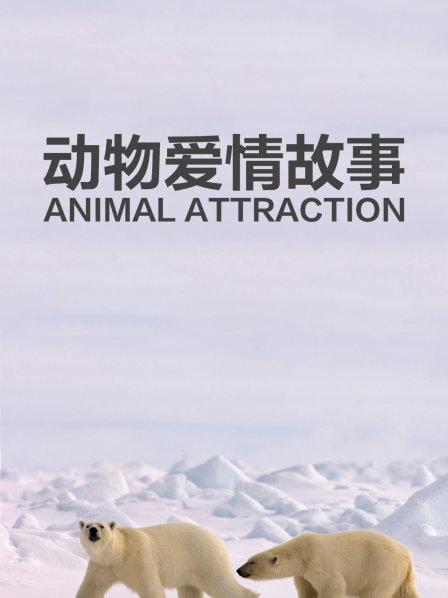 动物们为了赢得配偶不遗余力费尽心机