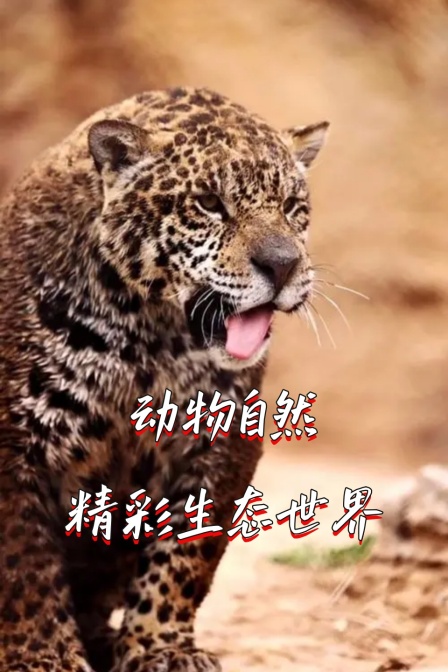 动物自然精彩生态世界