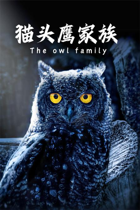 猫头鹰家族