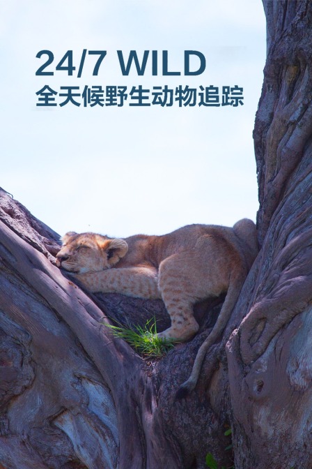 全天候野生动物追踪