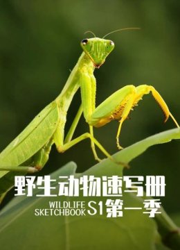 野生动物速写册第1季
