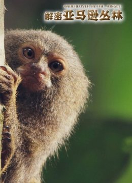 解密亚马逊丛林