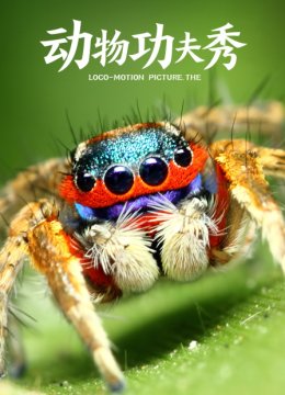 动物功夫秀