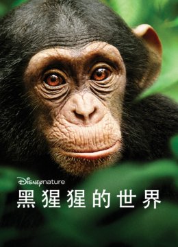黑猩猩的世界