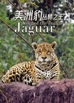 美洲豹丛林之王