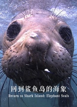 回到鲨鱼岛的象海豹