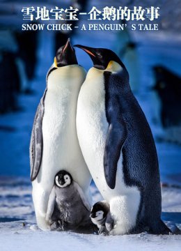 雪地宝宝企鹅的故事