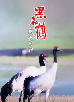 黑颈鹤成长日语记