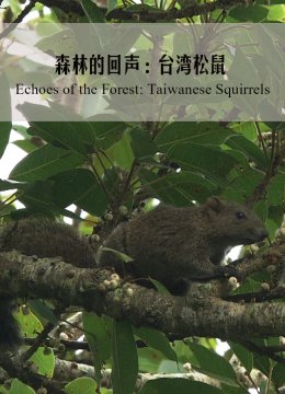 森林的回声台湾湾松鼠
